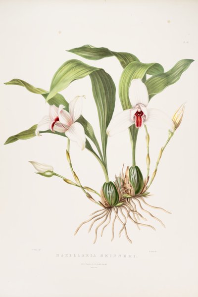 Illustration de Lycaste skinneri (syn. Maxillaria skinneri) - Augusta Innes Withers